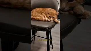 Реакция кота на ковёр с подогревом 😁