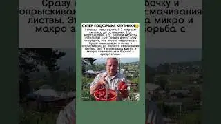 Хорошая подкормка для клубники 
