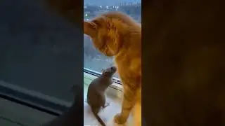кот и мышь