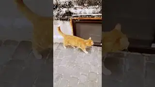 Прогулка на улице