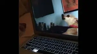 Videos de risa, ¡Hilarante Videoconferencia Canina! Dos Perros se Conectan y Te Harán Reír