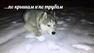 Хаски дома. Необыкновенное место для прогулки )))