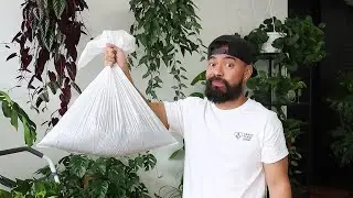 I'm Throwing These Houseplants In The Garbage!