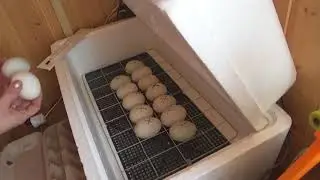 Ура,инкубация утки бегунок первый день!