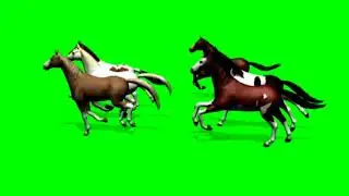 horse white green screen free download