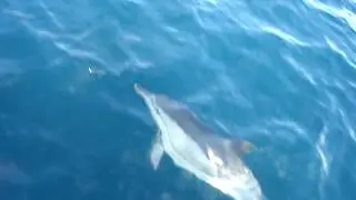 Дельфины в Мраморном море.