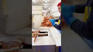 Как я использую "Ryco" для автоматической разделки крабов: пишите "моряк" в Instagram, и я свяжусь!