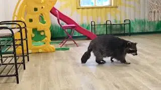 Что делают ДОМАШНИЕ ЕНОТЫ когда остаются ОДНИ 