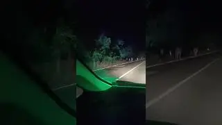 Крави излизат от гората на пътя за Варна