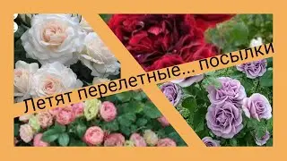 Обзор посылки с розами из питомника 