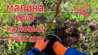 Тонкости весенней посадки (пересадки)  МАЛИНЫ!