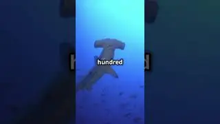 3 Jaw-Dropping Shark Facts You Didn’t Know! #shorts