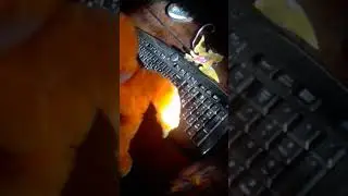 1день глазами Джан Панка