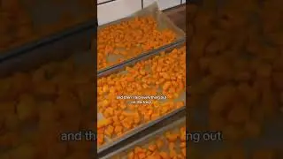 Freeze Drying Carrots 