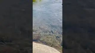 #Бурятия #Хариус