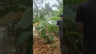 Foto tanaman liar di sekitar rumah