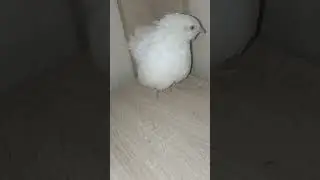 Texas quail \ Техасский перепел