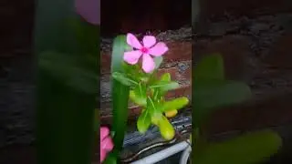 Flower 🌹🌺 #cute #flowers #flowers #viral #tree #trending #tiktok #