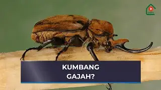 10 Fakta Unik Tentang Kumbang Gajah