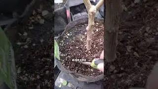 Что делать с перцем после сбора урожая?