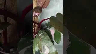 Филодендрон розовая принцесса