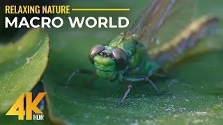 Incredible MACRO WORLD - Insects in 4K HDR - Up-Close Look at Nature's Tiny Wonders