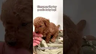 Last red toy poodle puppy available AKC, health tested parents,shots,microchipped, ready Oct 1, 2024
