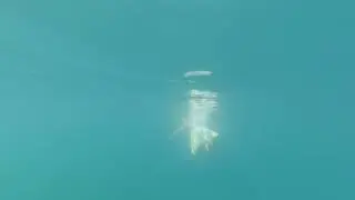 подводная съемка черного моря