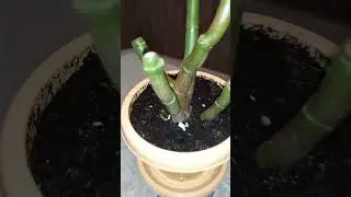 ДЕНЕЖНОЕ🌳БАНСАЙ