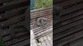 серый на скамье. 