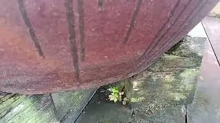 Cute American Shorthair Cat Hiding Underneath Big Stone