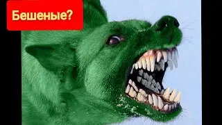 ИНОПЛАНЕТЯНЕ СОБАКИ 👽 ВЫ ТАКИХ ВИДЕЛИ ? 😲