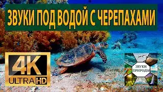 Звуки под водой, наблюдение за черепахами, звуки природы