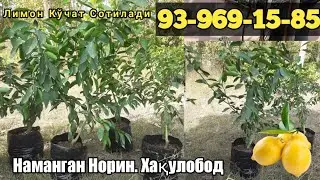 Limon ko‘chat sotiladi. 93-969-15-85 Namangan. Norin. Xaqulobod