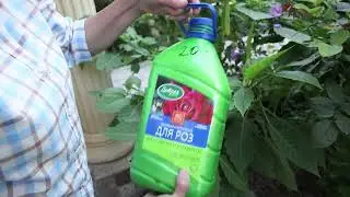 Уход за гортензией
