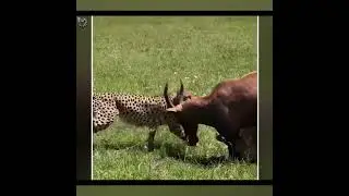 Они ХРАБРО СРАЖАЛИСЬ с КЛЫКАСТОЙ БРАТВОЙ