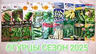 ОГУРЦЫ НА СЕЗОН 2025! ПРОВЕРЕННЫЕ И НОВИНКИ!
