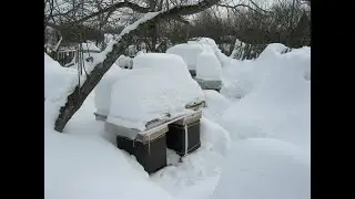 Пчёлы грудью защищают вход в улей и поймали воровку