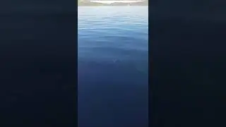 Увидели кита!