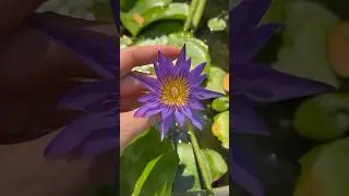 Пхукет – это настоящий райский уголок который поражает своим разнообразием и красотой #таиланд2024