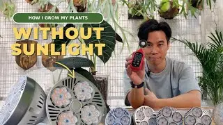Complete Grow Light Guide | How to Grow Plants without Natural Light