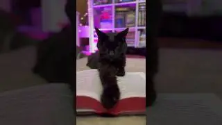 сколько котиков насчитали? #книги #котики #booktok #2talkgirls