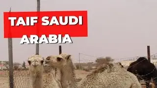 Walking Tour Taif, Saudi-Arabia