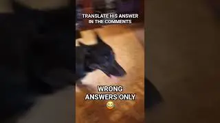 "WHAT'S DA PROBLEM??" #germanshepherd #funnydogs