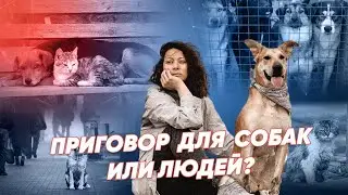 Бездомных собак приговорили к эвтаназии? ⚡ Реальное время Live
