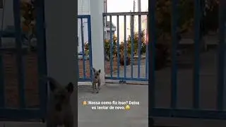 #shorts  #tiktok  #funny  #cute  #dog  #jokes  #best  #animal #subscribe
