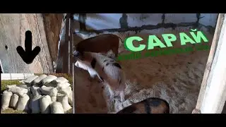 Сарай (4 часть). Клетки для свиней. Опилки. Новый метод чистки- бактерии.