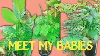 MEET MY BABIES !