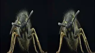 Vr 3D Photo Stack of a  Wasp