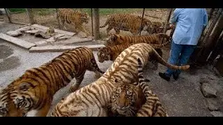 The Live of the American Tiger - National Geographic Documentary
